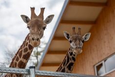 Neue Bewohner, neue Behausung: Die beiden Giraffen Elli und Fränky haben sich im neuen Giraffenhaus in der Umalessa-Savanne bestens eingelebt.
